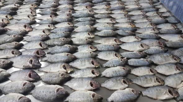 Tilapia image 1