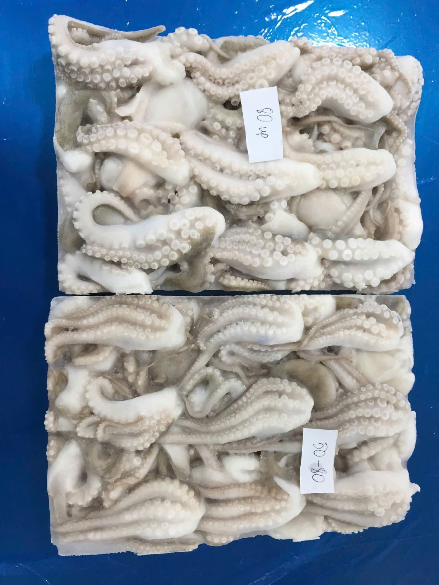 Octopus Cuts image 2